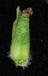 Salix matsudana 'Tortuosa'. Female ovary, bract, and nectary.
 Image: D. Glenny © Landcare Research 2020 CC BY 4.0